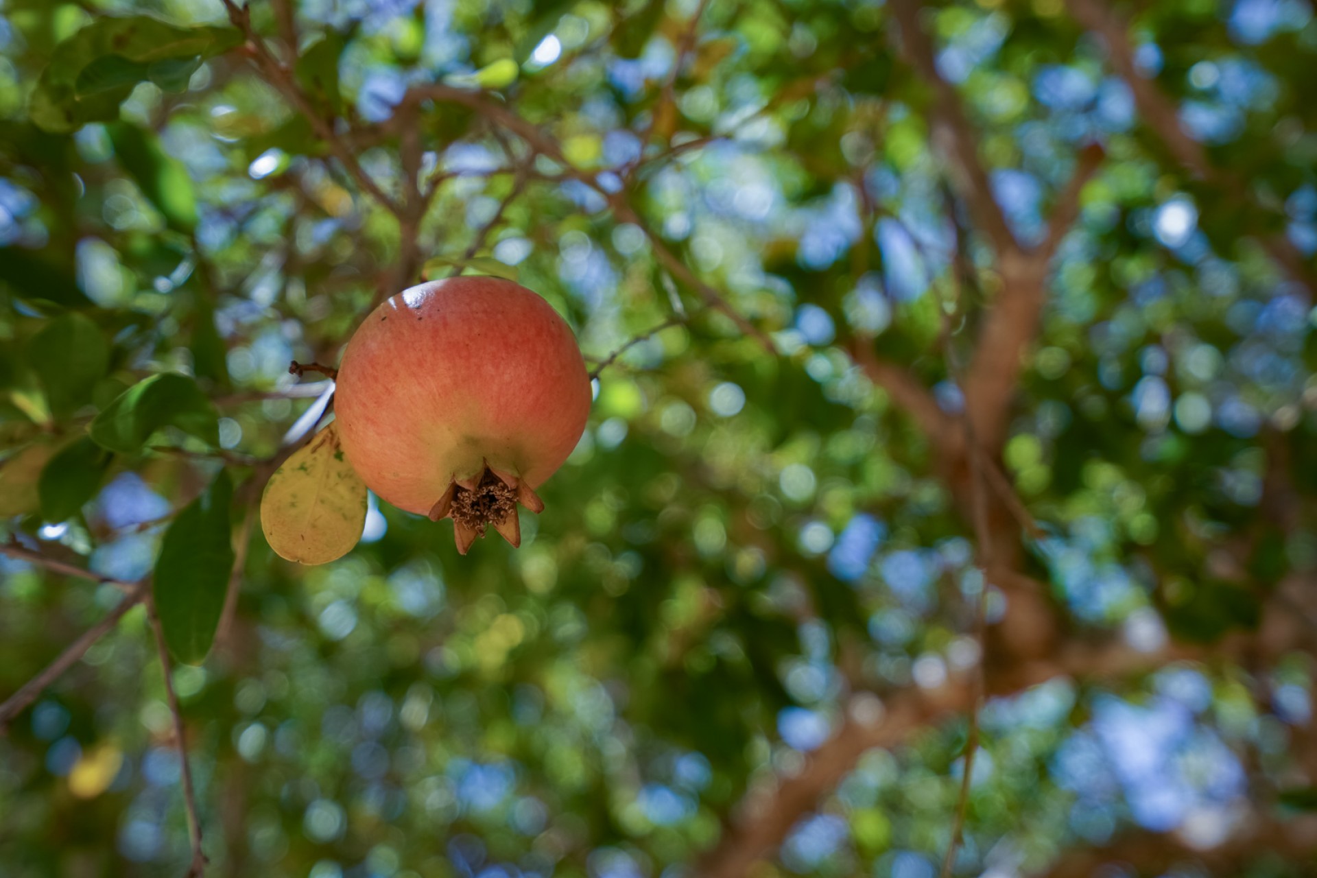 Sale - Villa -
Javea