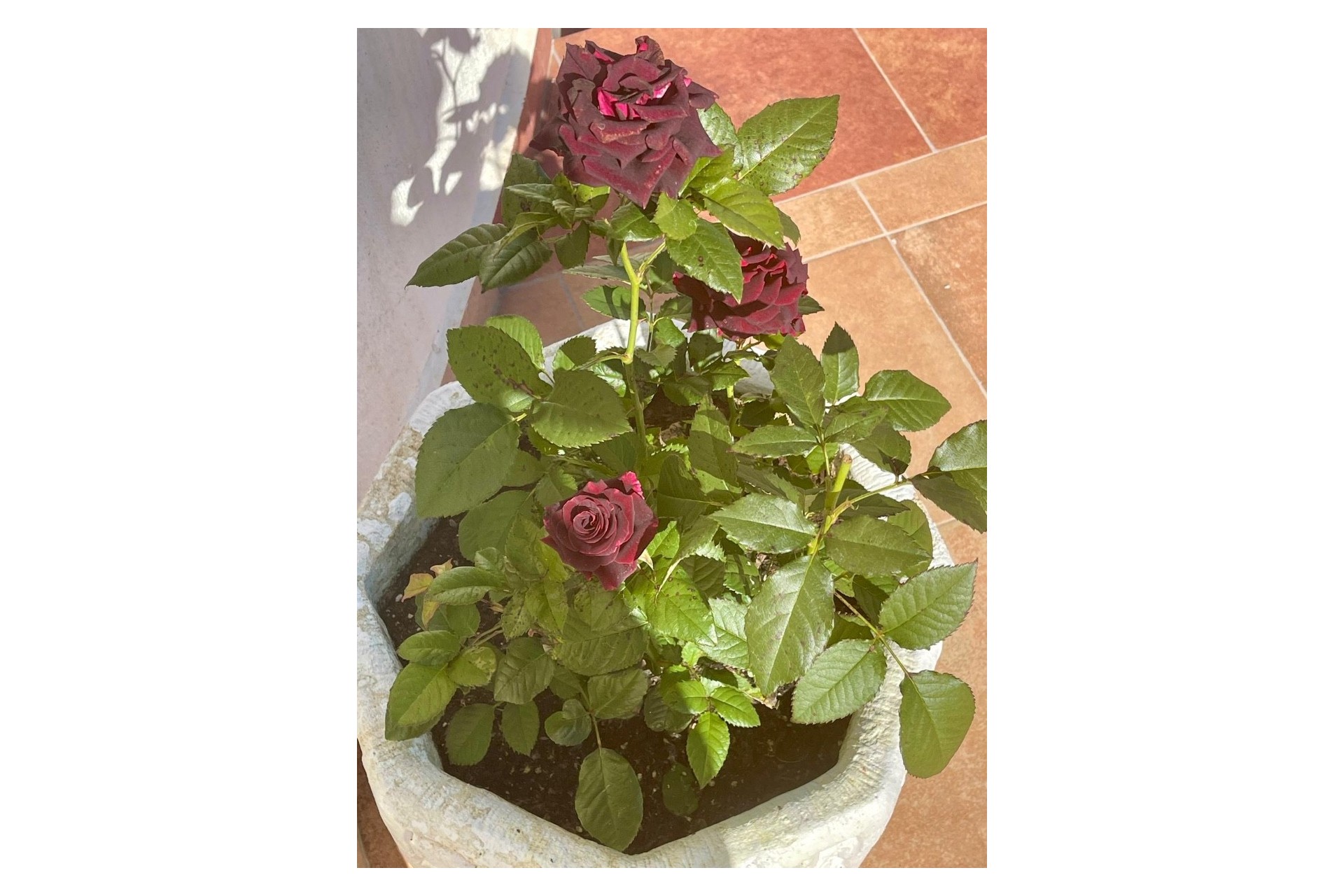 Sale - Villa -
Moraira - Benimeit