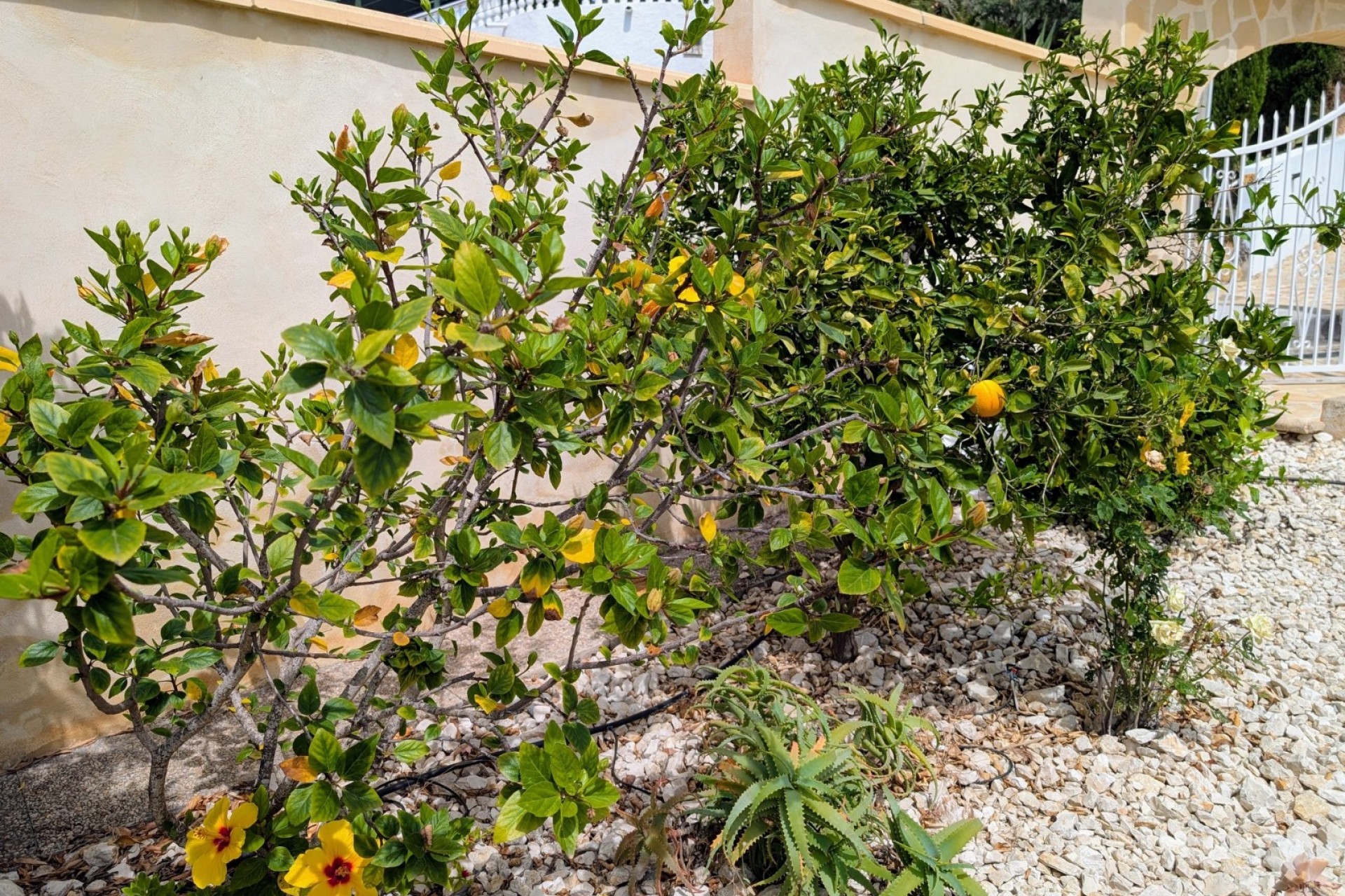 Sale - Villa -
Moraira - Pinar de l´Advocat