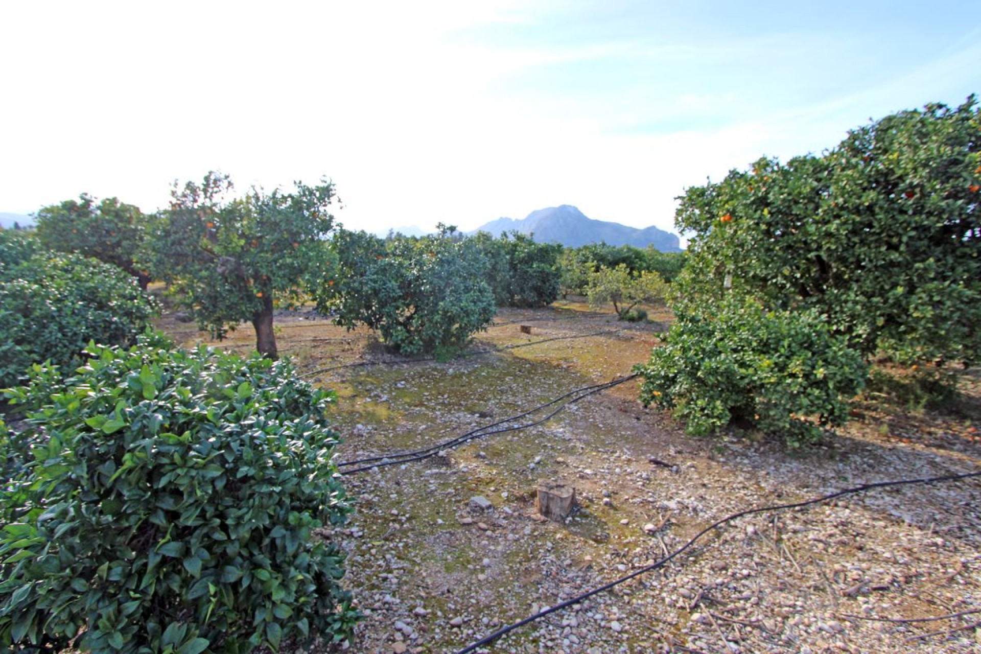 Sale - Villa -
Ondara