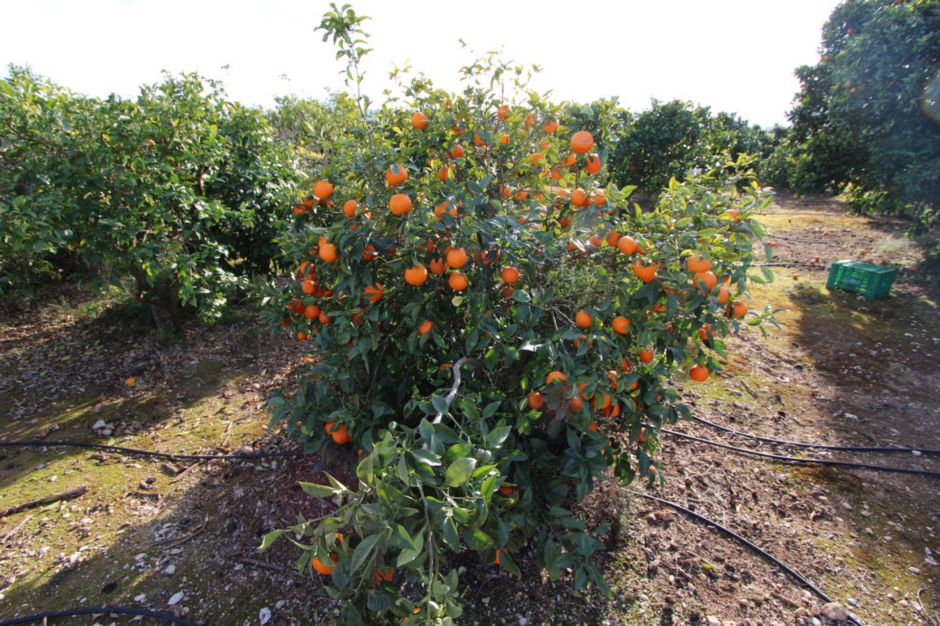 Sale - Villa -
Ondara