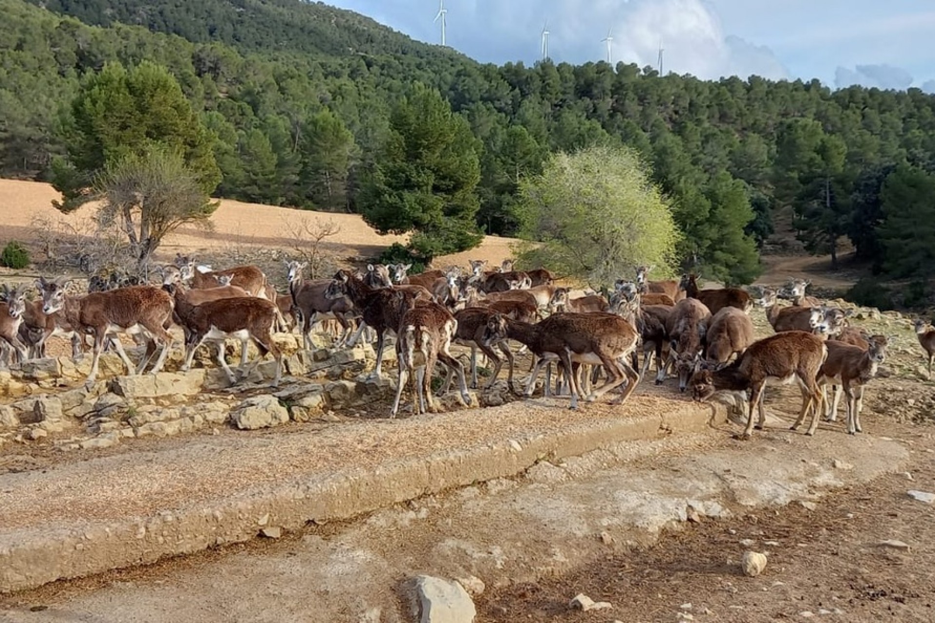 Te koop - Finca / Landhuis -
Ayora - Valencia