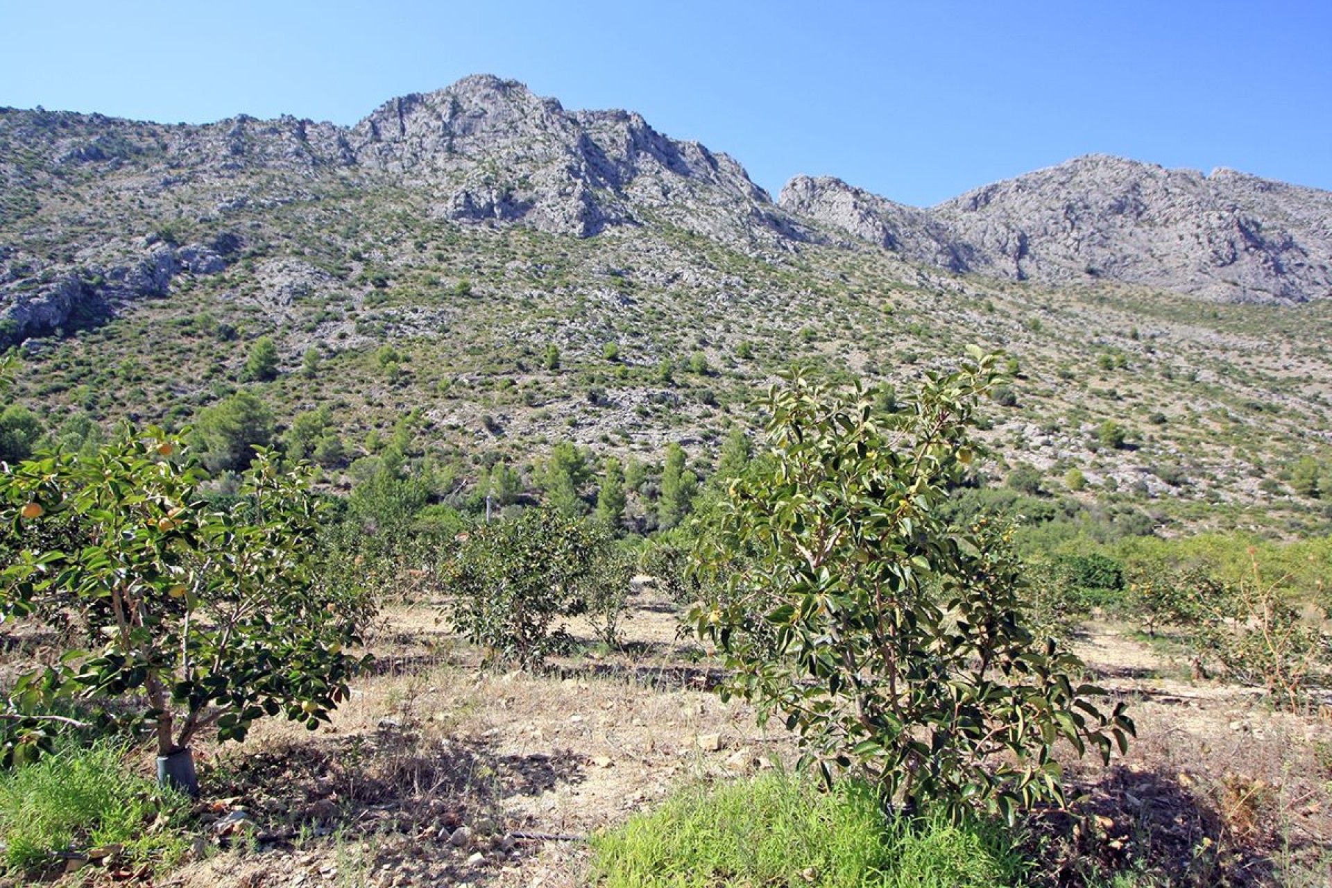 Te koop - Perceel/land -
Beniarbeig - Periferia