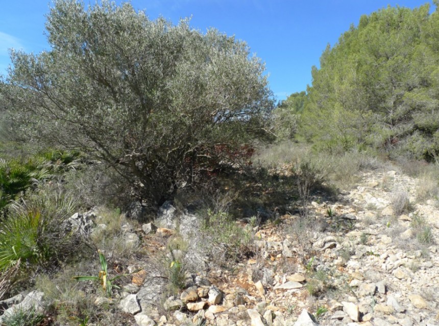 Te koop - Perceel/land -
Benigembla