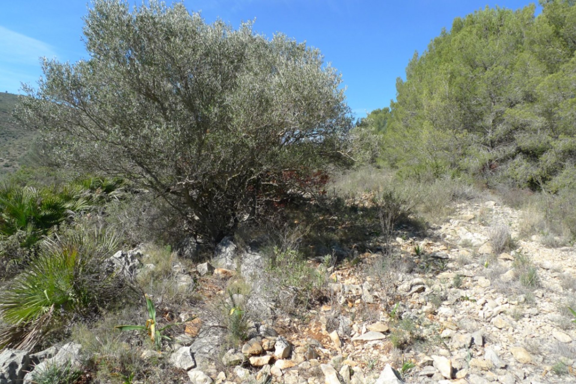 Te koop - Perceel/land -
Benigembla