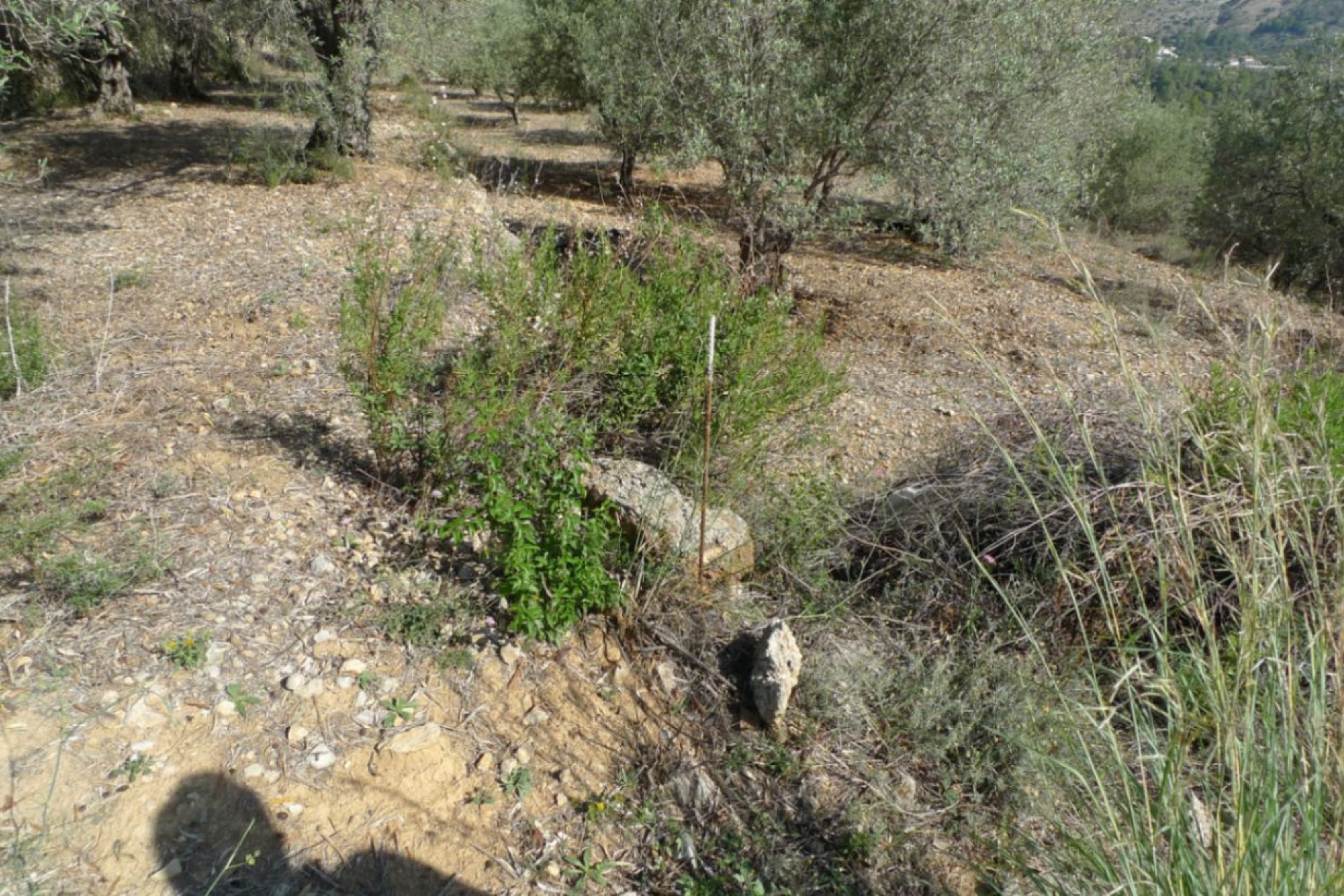 Te koop - Perceel/land -
Benigembla