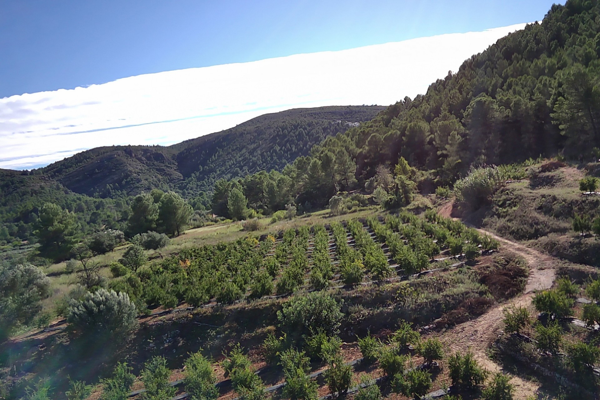 Te koop - Perceel/land -
Orba