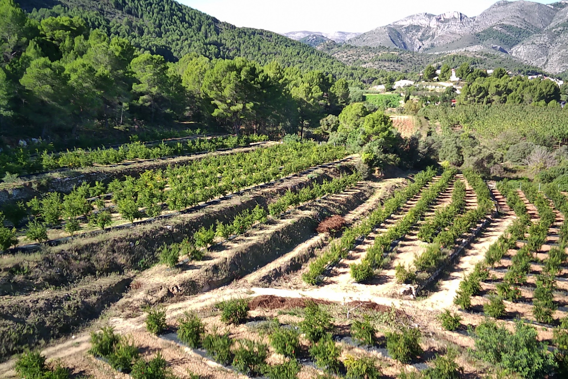 Te koop - Perceel/land -
Orba