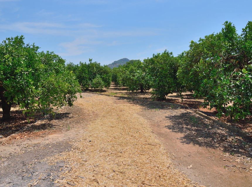 Te koop - Perceel/land -
Pedreguer - CAMPO