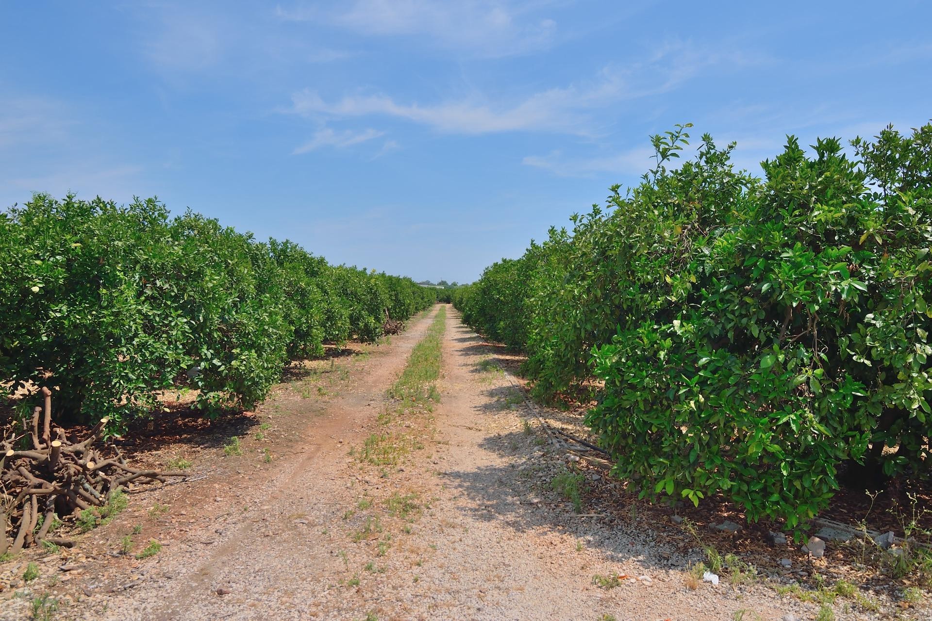 Te koop - Perceel/land -
Pedreguer - CAMPO