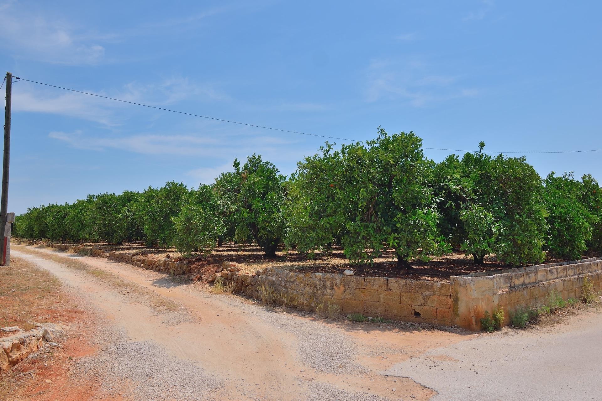Te koop - Perceel/land -
Pedreguer - CAMPO