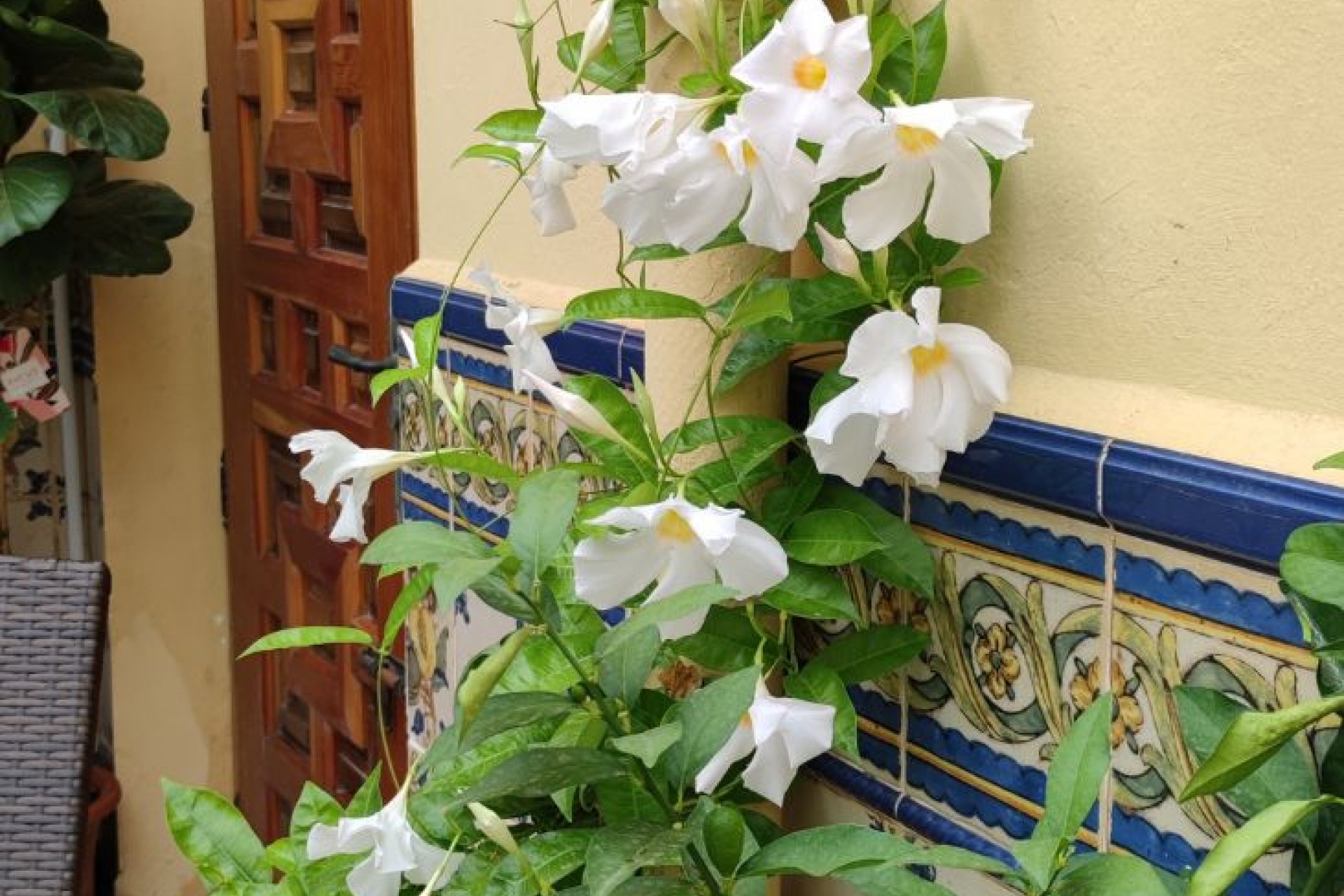 Te koop -  -
Sanet y Negrals