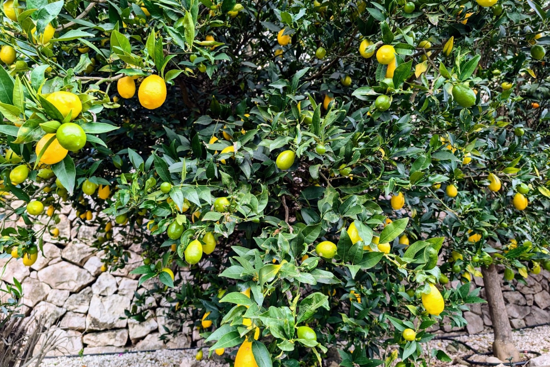 Te koop - Villa -
Benissa - Fanadix