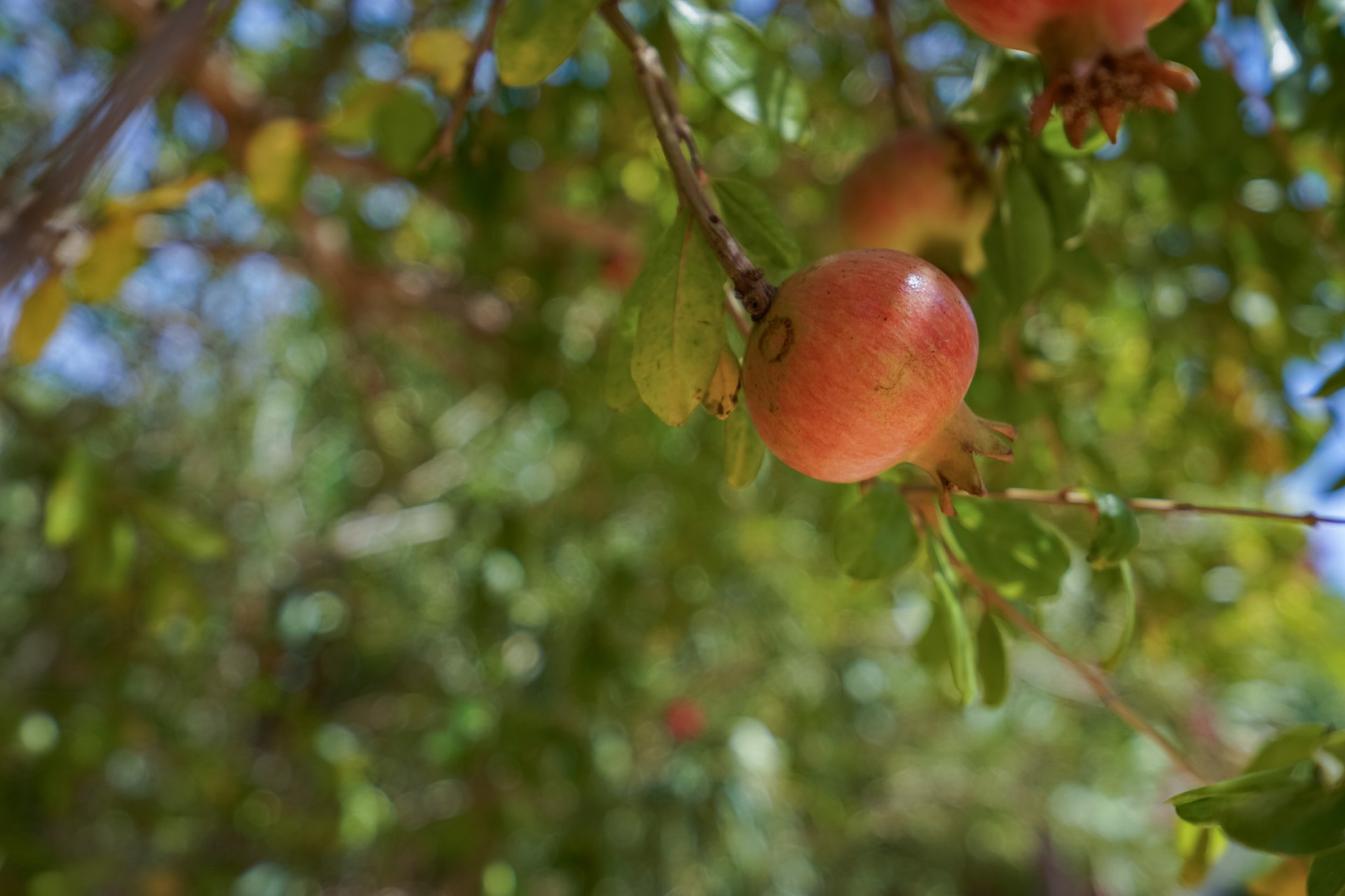 Te koop - Villa -
Javea