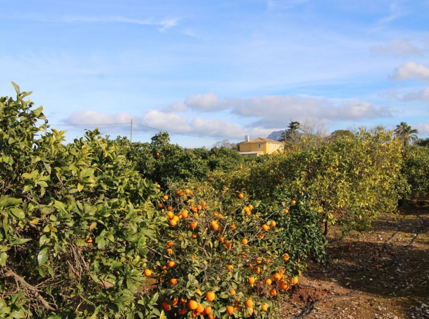 Te koop - Villa -
Ondara