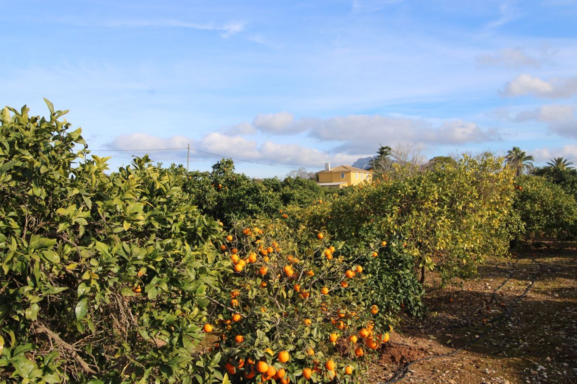 Te koop - Villa -
Ondara