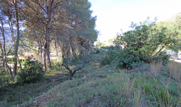 Terrain - A Vendre - Alcalali - Alcalali