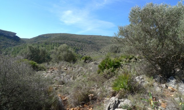 Terrain - A Vendre - Benigembla -
                Benigembla