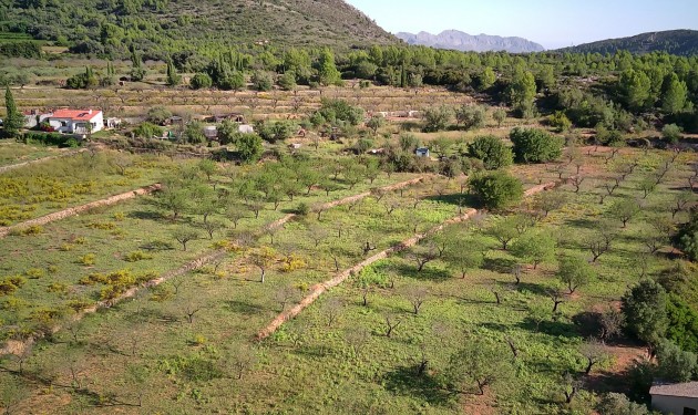 Terrain - A Vendre - Murla -
                Murla