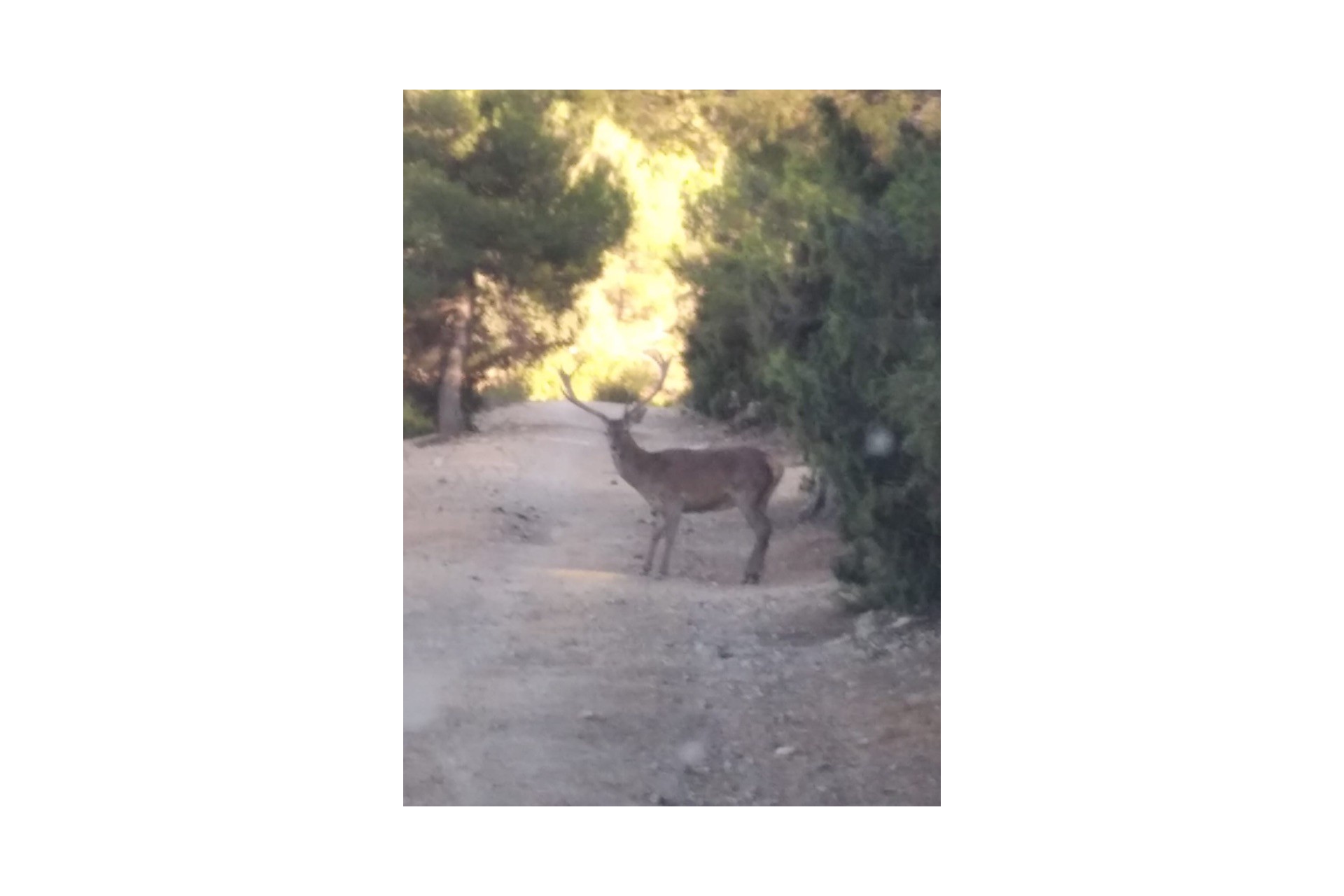 Zu verkaufen - Finca / Landgut -
Ayora - Valencia