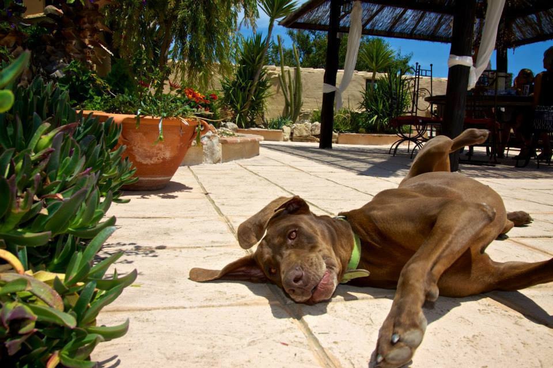 Zu verkaufen - Finca / Landgut -
Benissa - Costa Blanca