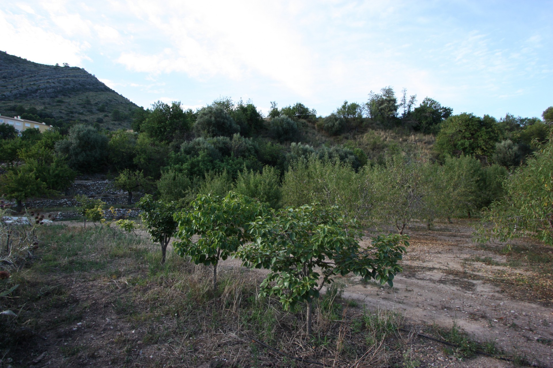 Zu verkaufen - Finca / Landgut -
Murla