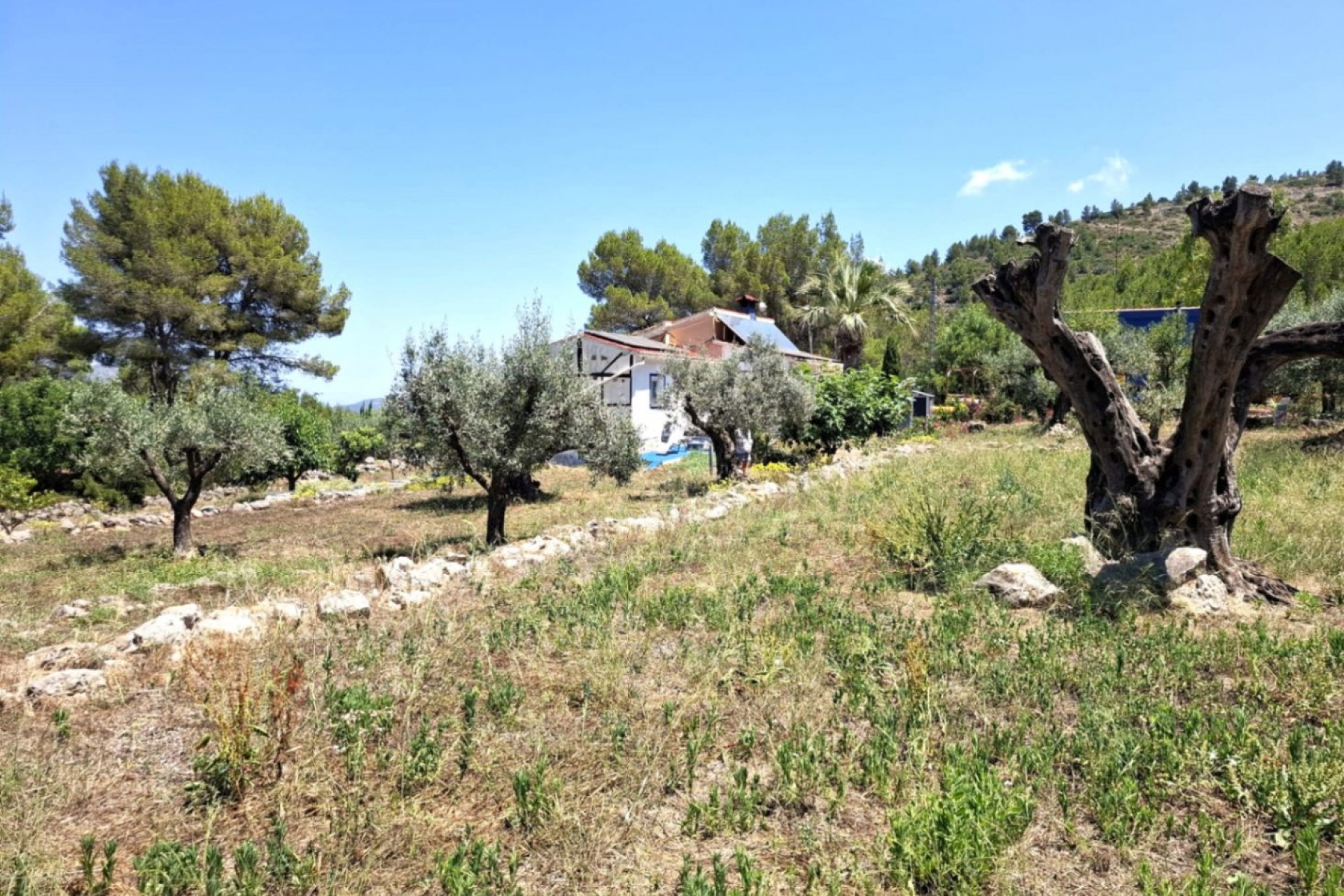 Zu verkaufen - Finca / Landgut -
Parcent