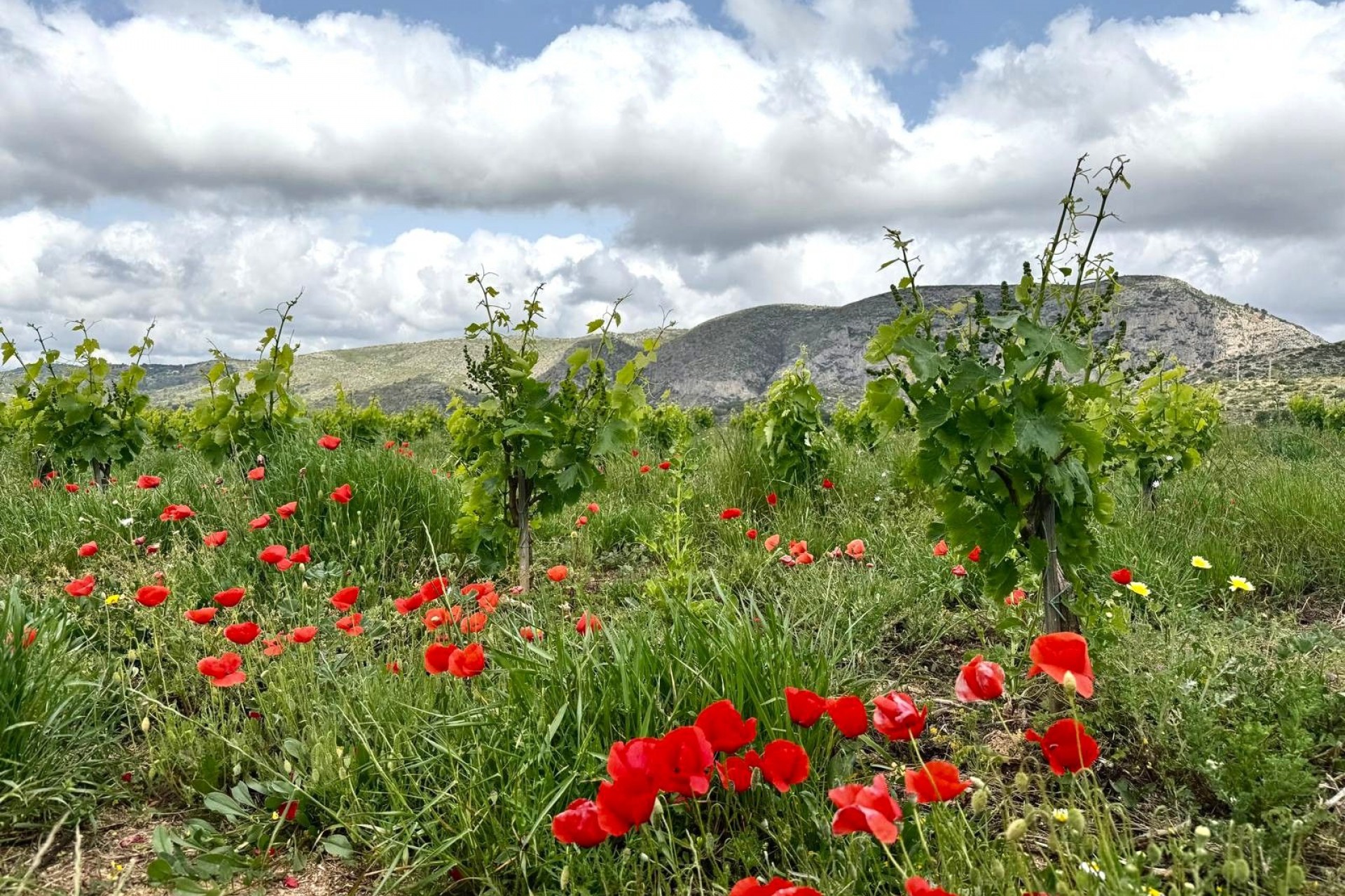 Zu verkaufen - Finca -
Teulada