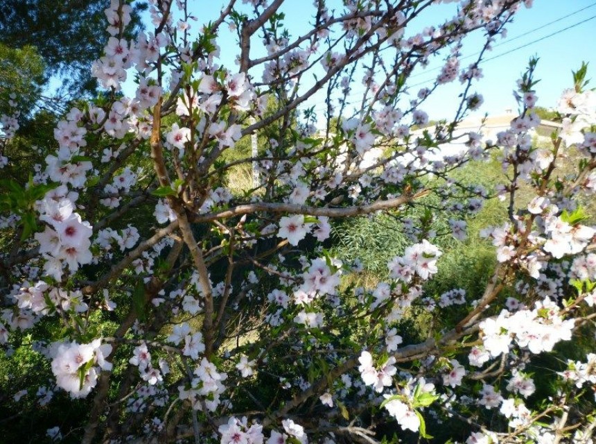 Zu verkaufen - Grundstück/Land -
Benissa - Baladrar