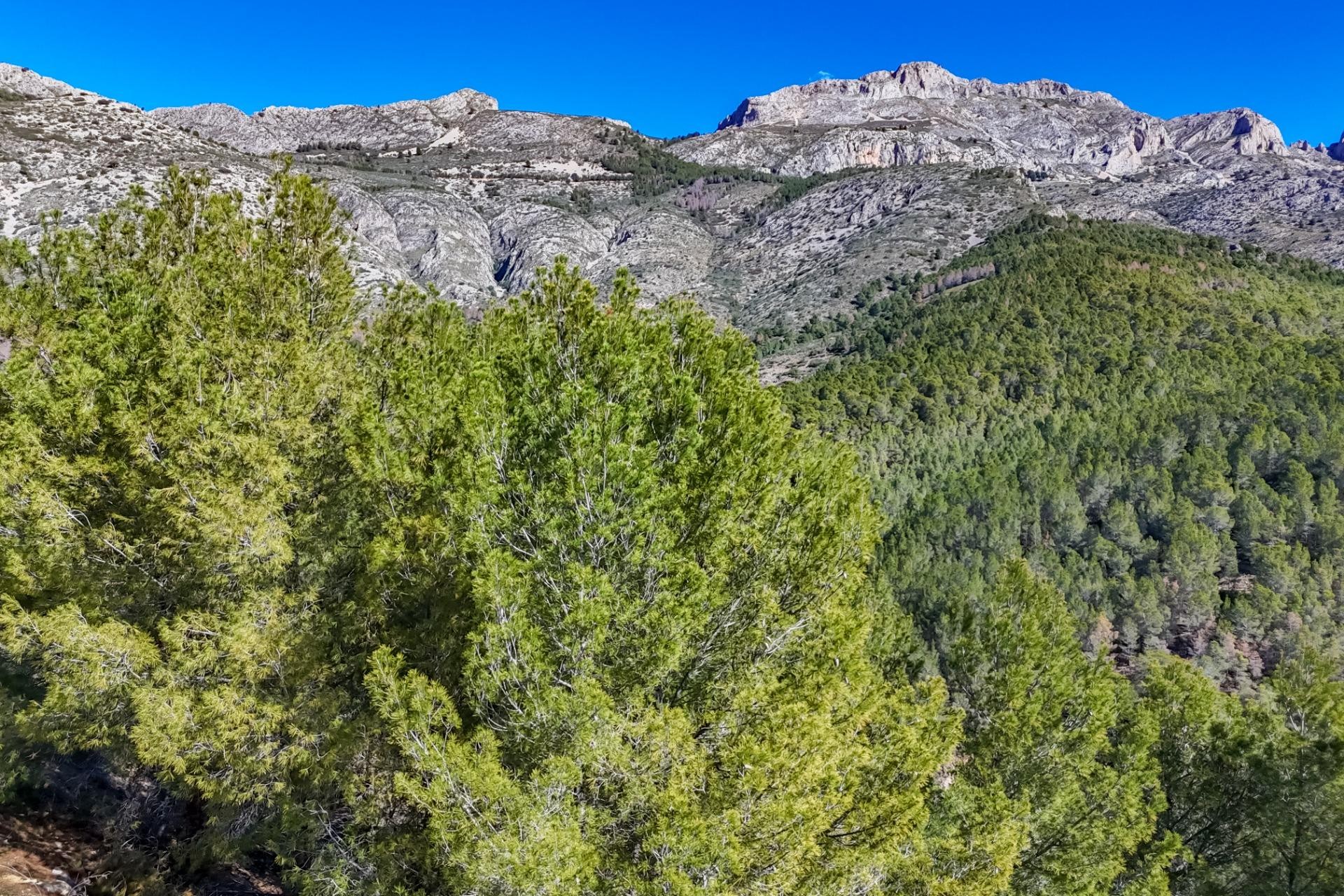 Zu verkaufen - Grundstück/Land -
Callosa d'en Sarrià - Santa clara