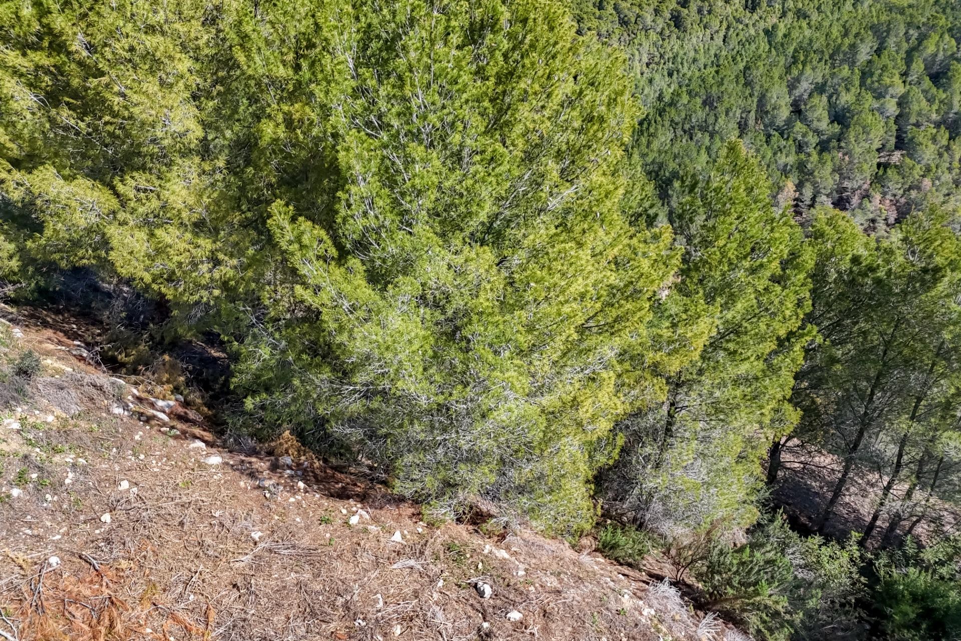 Zu verkaufen - Grundstück/Land -
Callosa d'en Sarrià - Santa clara