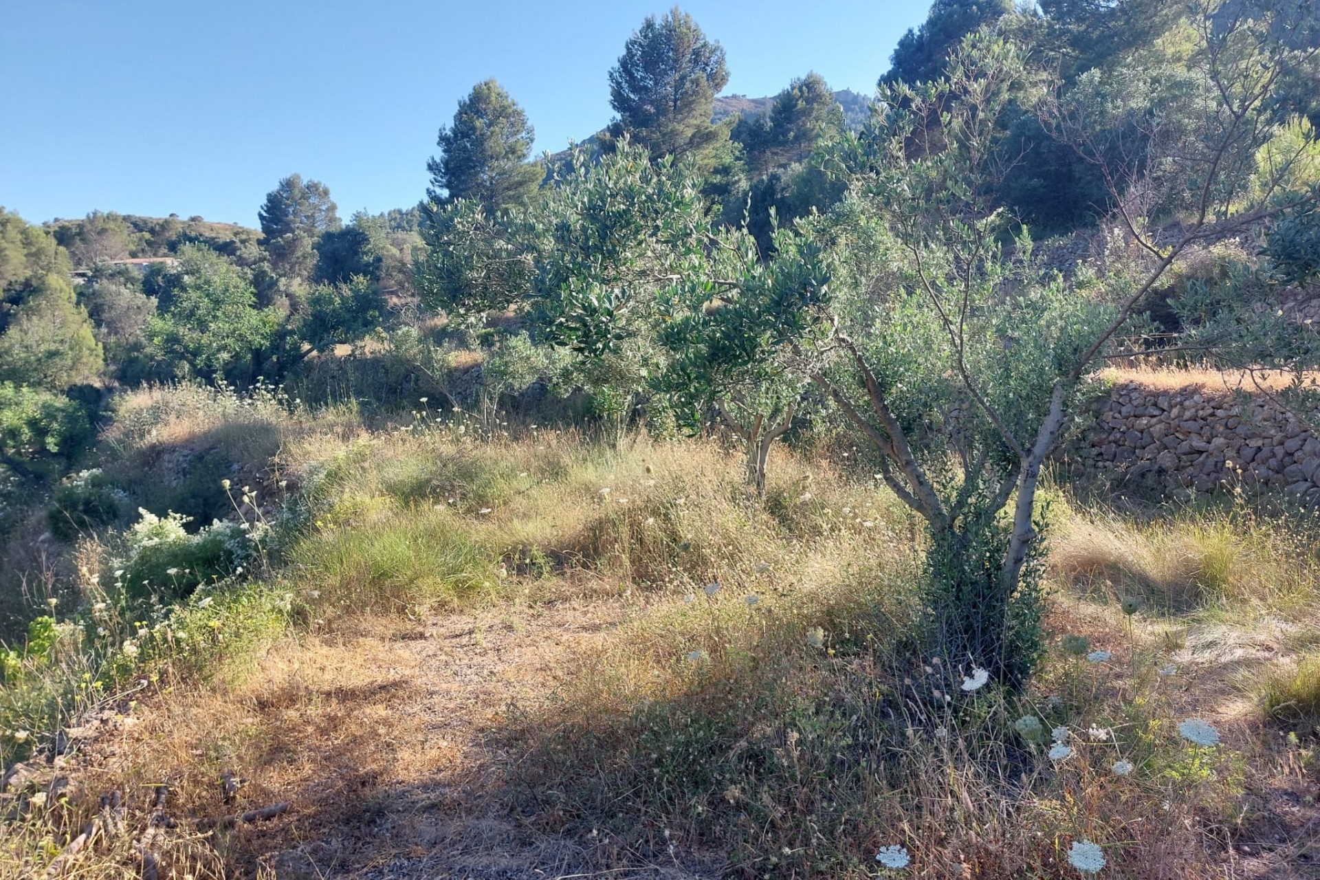 Zu verkaufen - Grundstück/Land -
Jalon