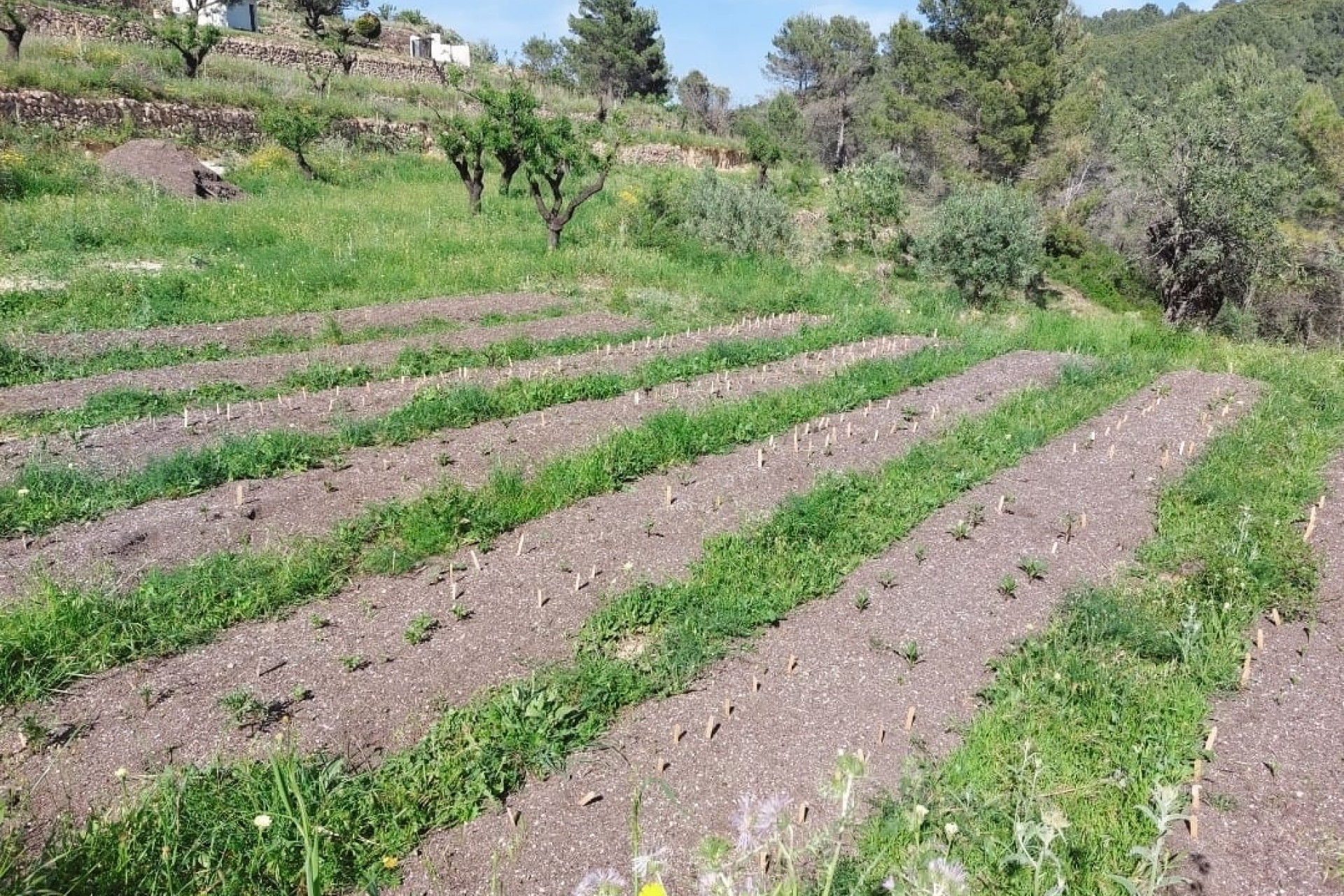 Zu verkaufen - Grundstück/Land -
Jalon