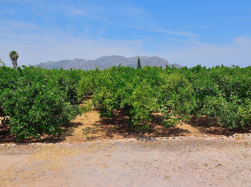 Zu verkaufen - Grundstück/Land -
Pedreguer - CAMPO