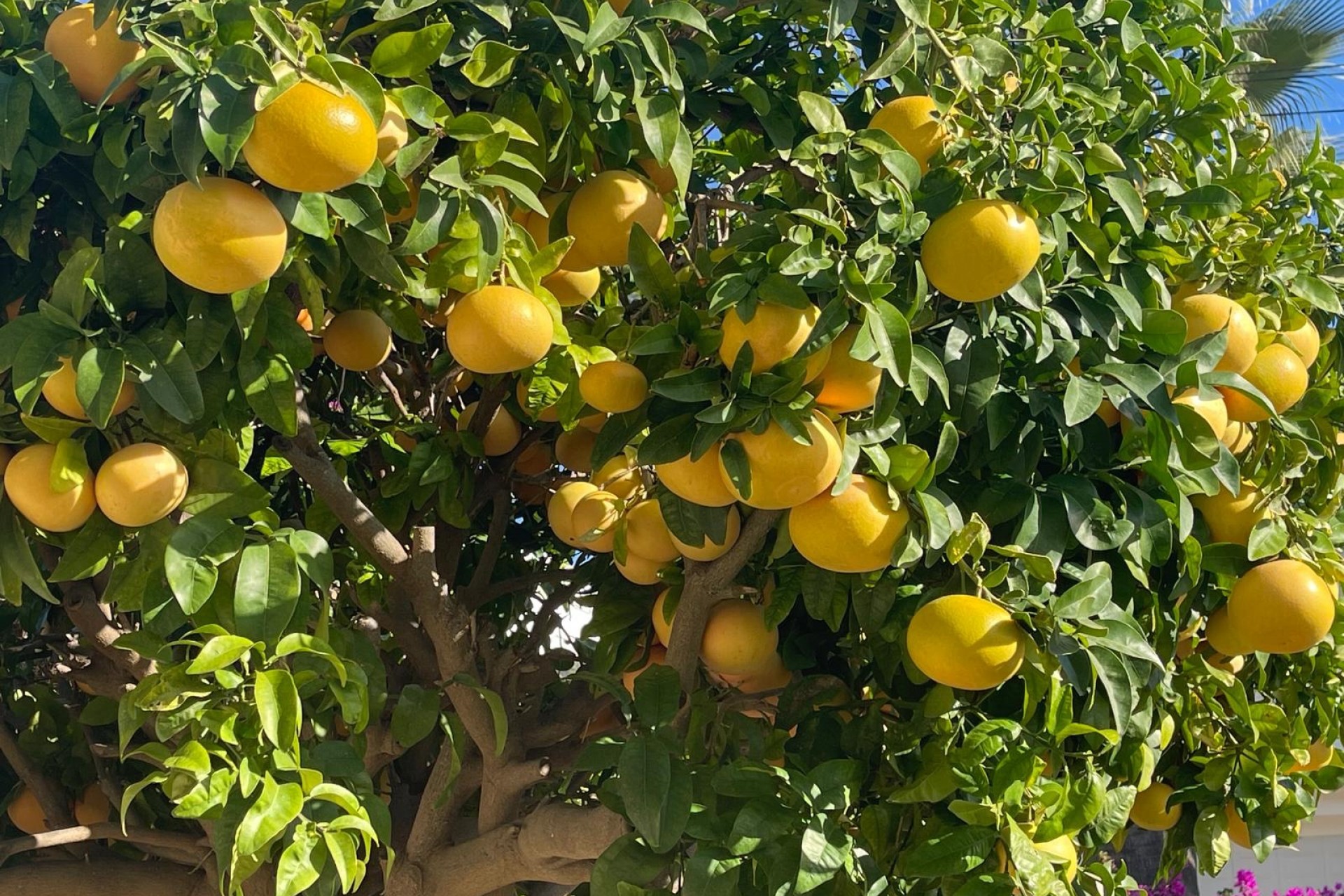 Zu verkaufen - Villa -
Moraira - Benimeit